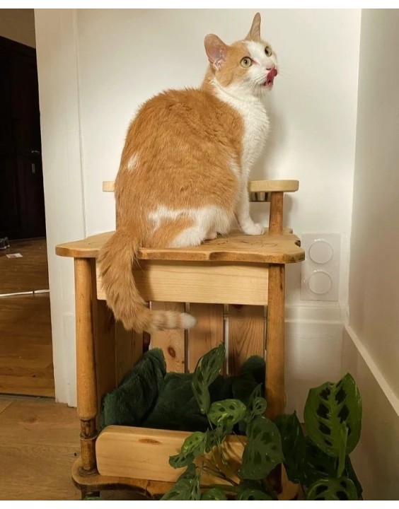 La " cantine " à chat