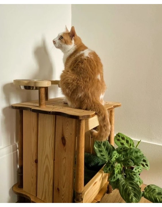 La " cantine " à chat